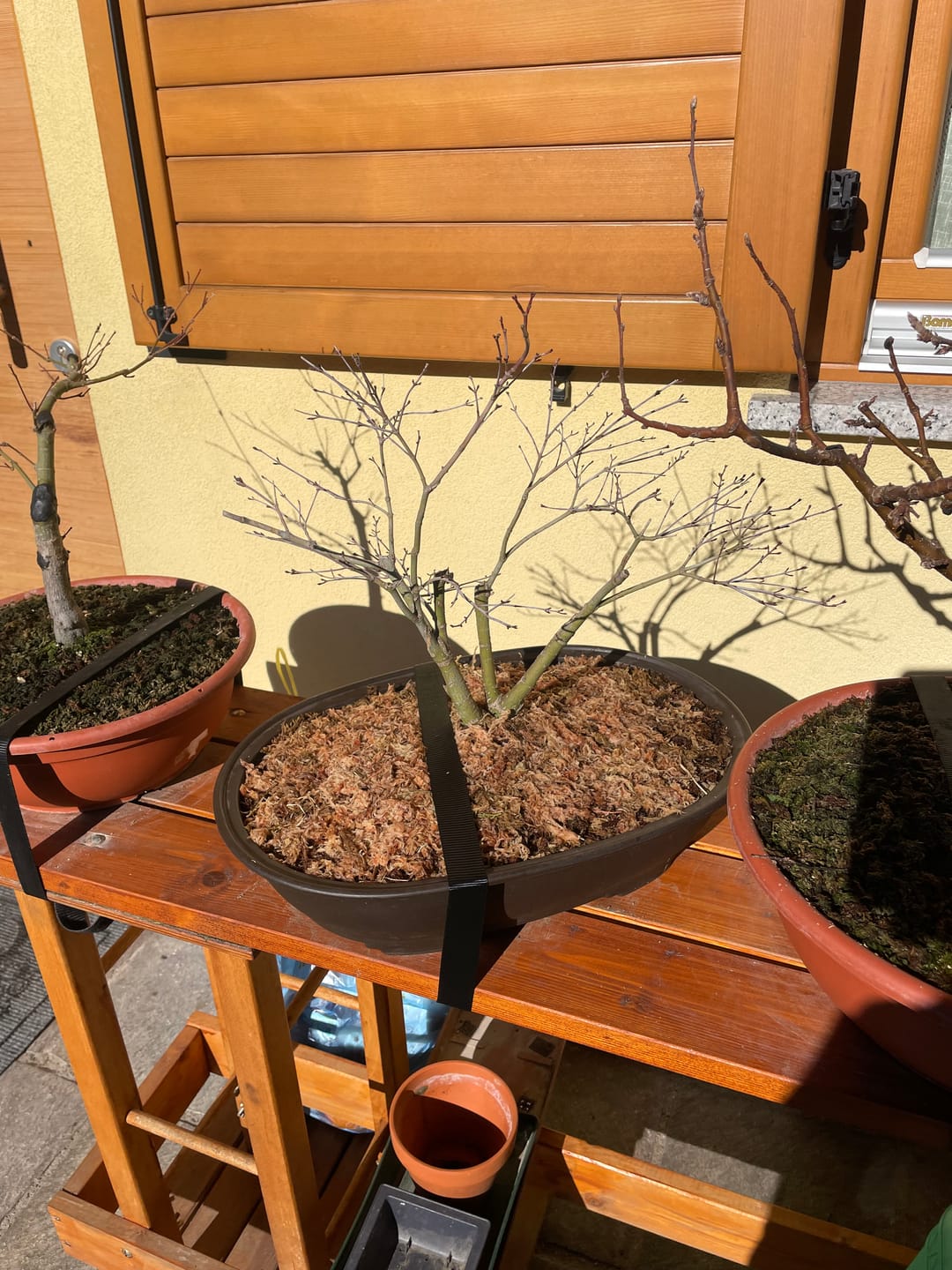Customer photo review of SUPREMACY CB® (substrato premium ad alte prestazioni)