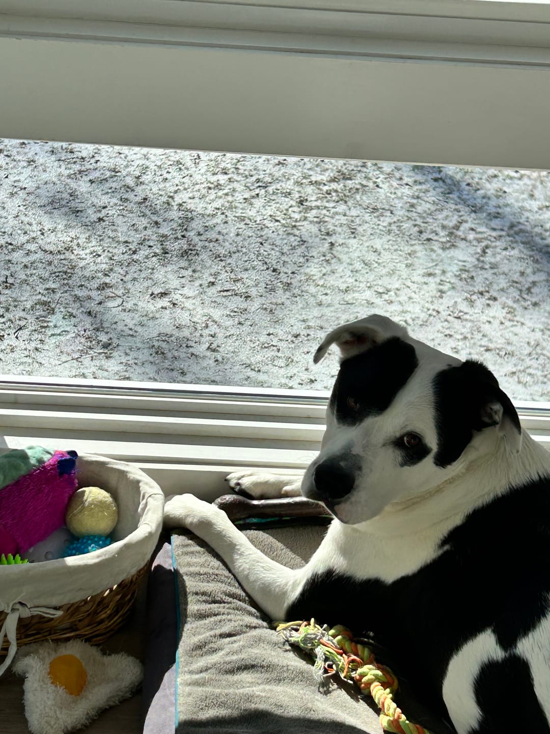 Customer photo review of Give A Dog A Bone!