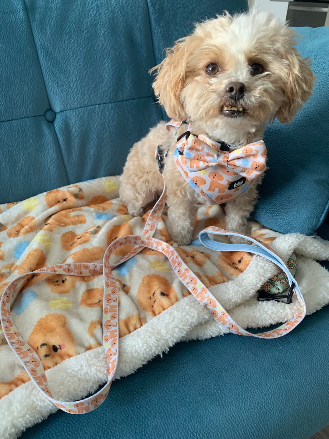 Customer photo review of Adjustable Dog Harness - Curly Club Collection