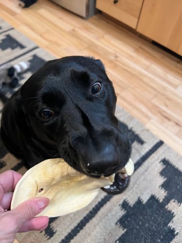 Customer photo review of Cow Ears For Dogs