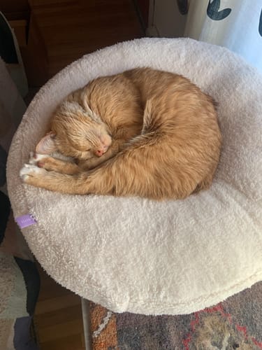 Customer photo review of Marshmallow Pudding Bed
