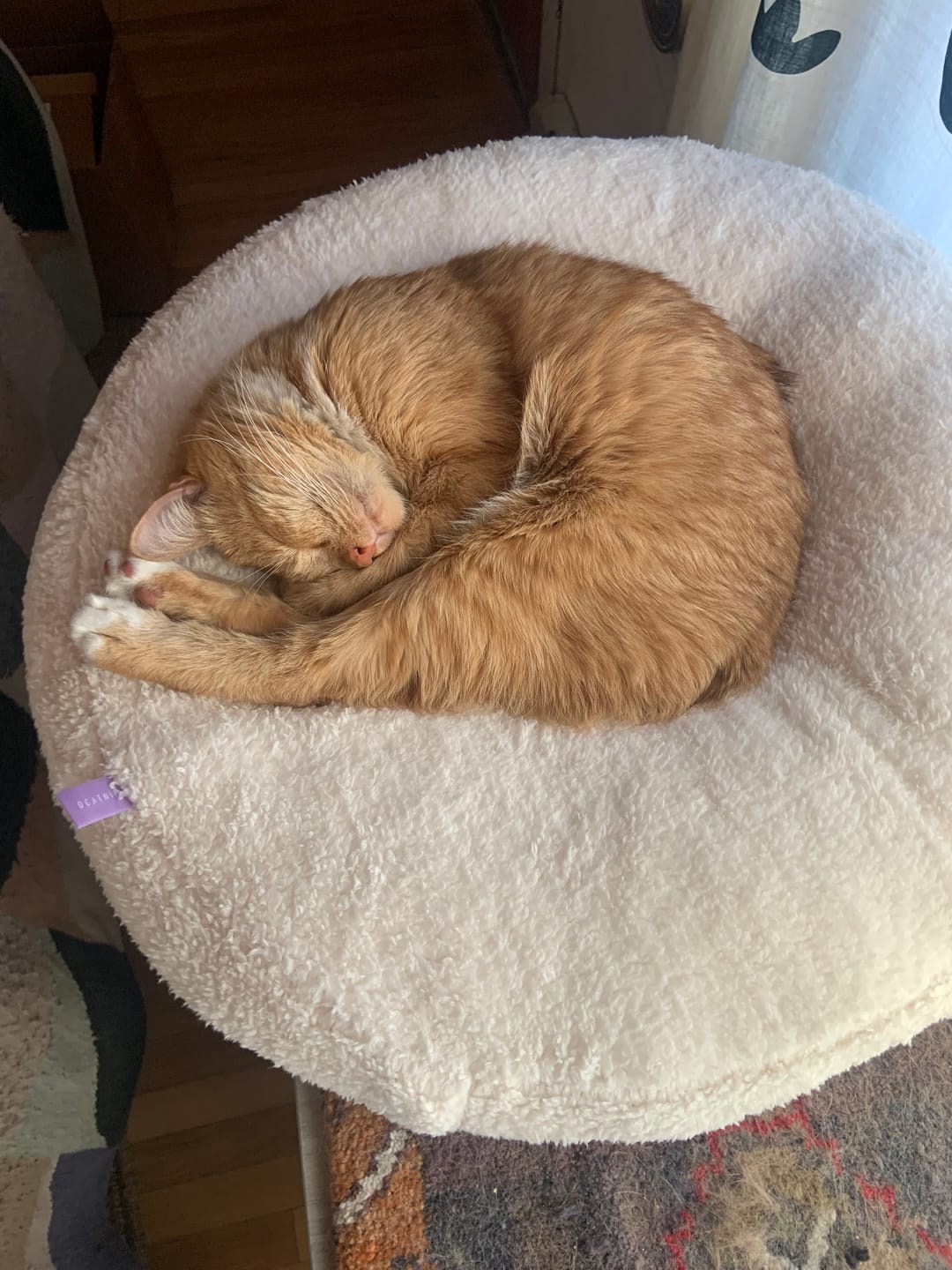 Customer photo review of Marshmallow Pudding Bed