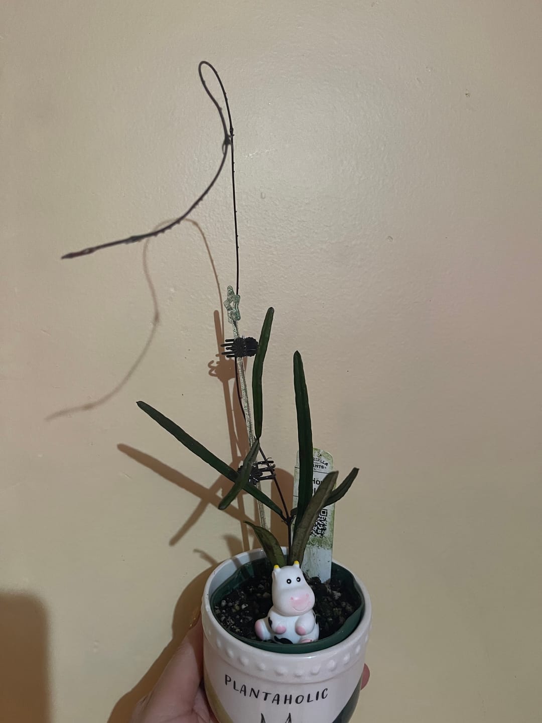 Customer photo review of Hoya insularis