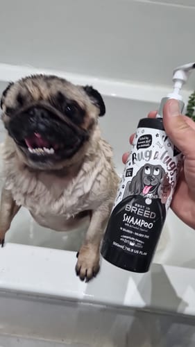 Customer photo review of Best in Breed Dog Shampoo