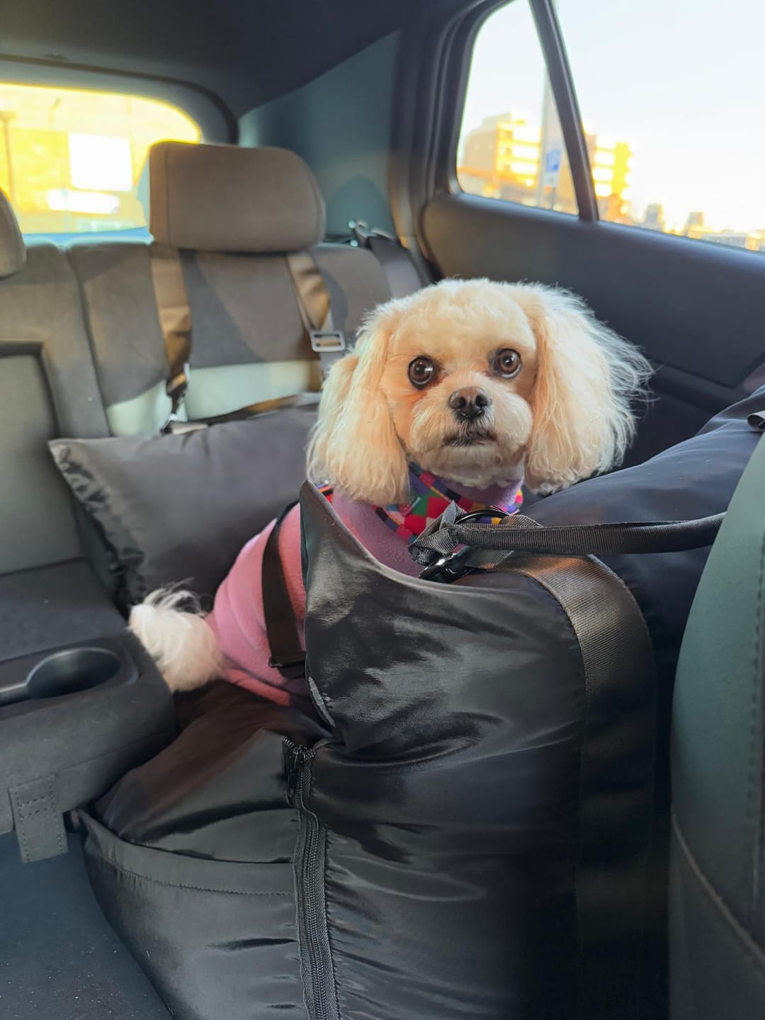 Customer photo review of Replacement Isofix Skin - Travel Dog Pod 2.0