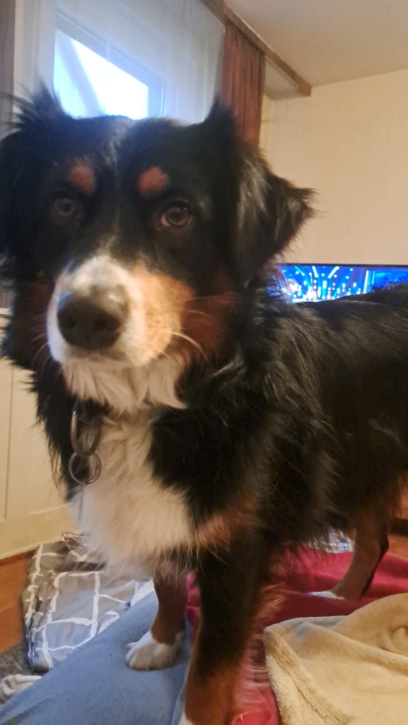 Customer photo review of Allergietest Basic Hund