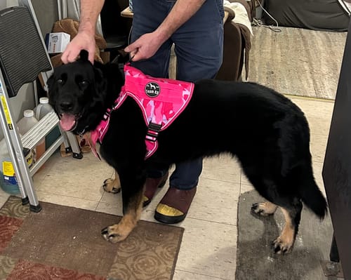 Customer photo review of NEW Upgraded Tactical No-Pull Team K9™ Dog Harness with 4 Quick-Release Metal Buckles, Reinforced Front & Back D-Rings, Hook & Loop Panels, Adjustable Straps, Reflective Strips, & Top Handle