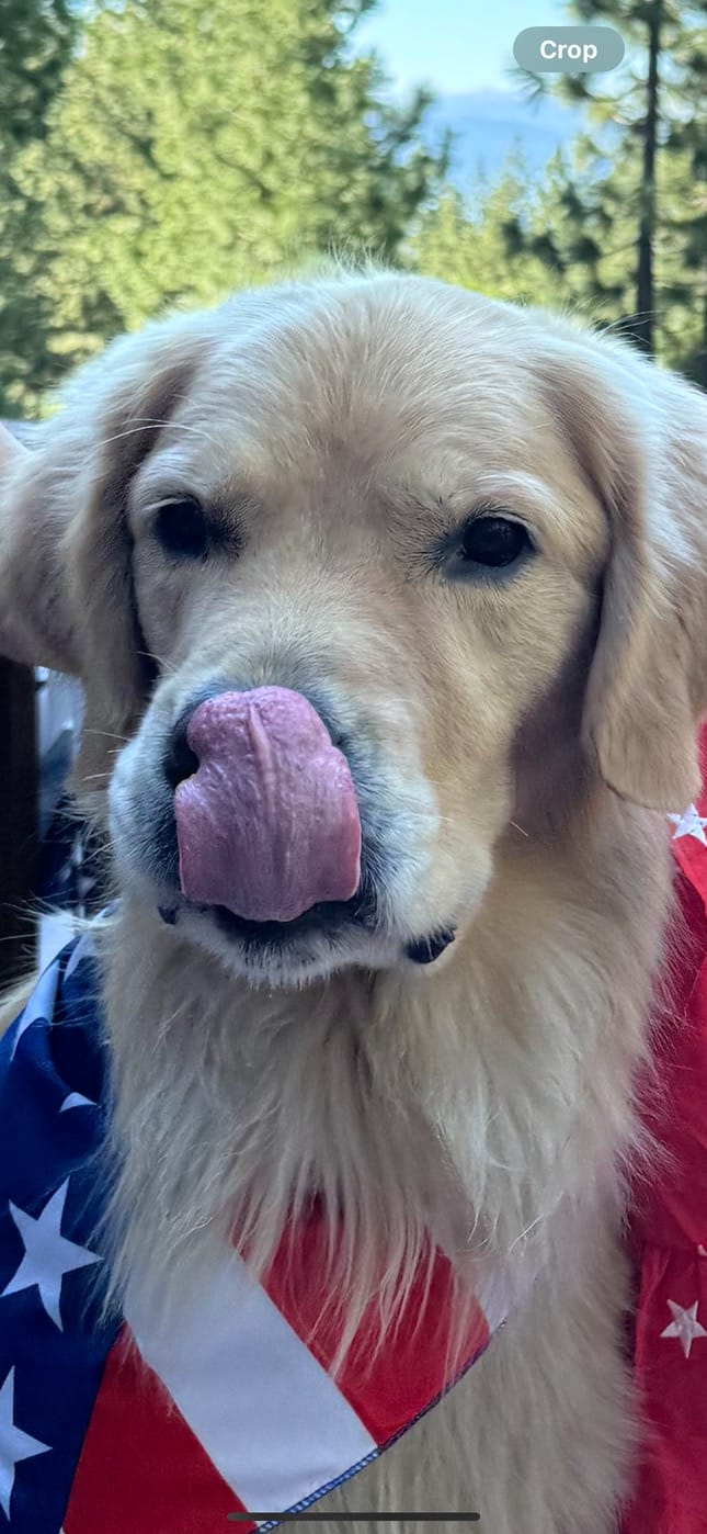 Customer photo review of Himalayan Yak Chew (EXTRA LARGE)