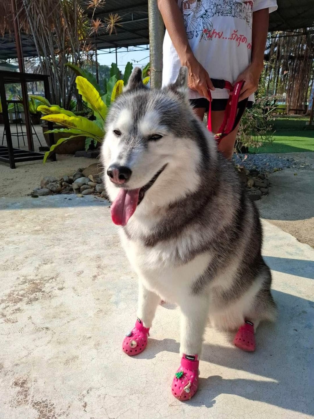 Customer photo review of WagWellies® Mojave