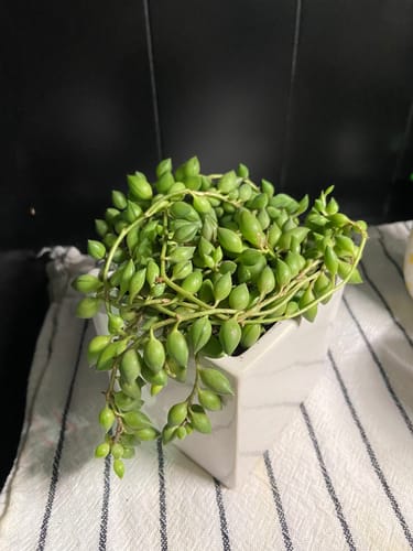 Customer photo review of Senecio Herreanus | String of Tears