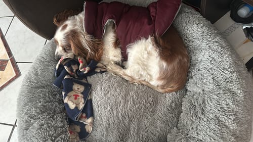 Customer photo review of Cama Antiestrés Para Perros