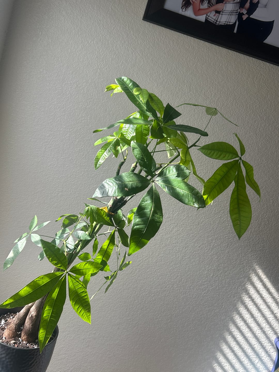 Customer photo review of Money Tree Braided, Pachira Aquatica, Good Luck Tree