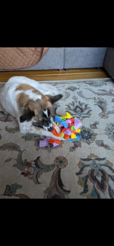 Customer photo review of Sniffle