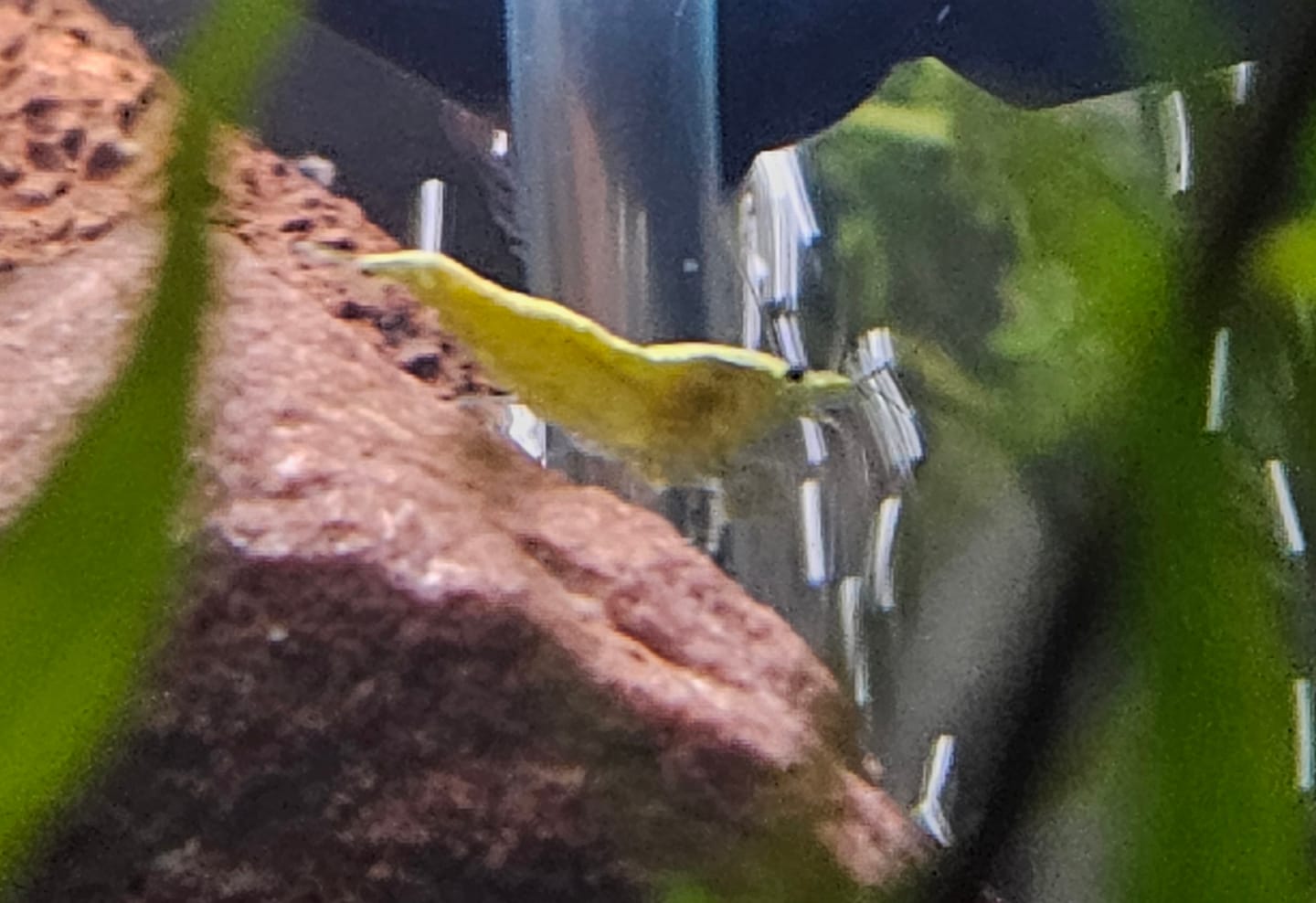 Customer photo review of Neon Yellow Shrimp "NEW"
