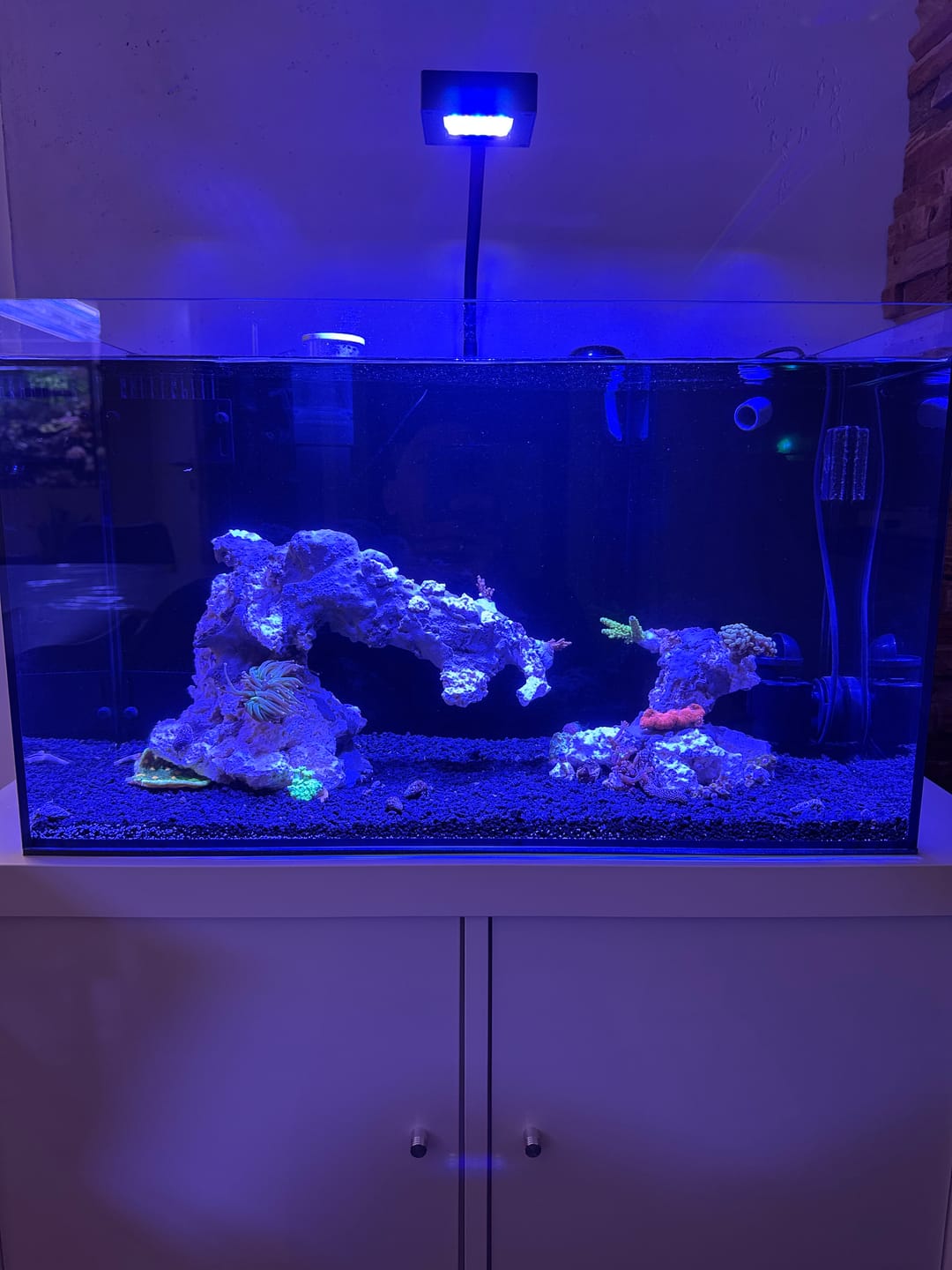 Customer photo review of Yasha 70  Meerwasseraquarium Set
