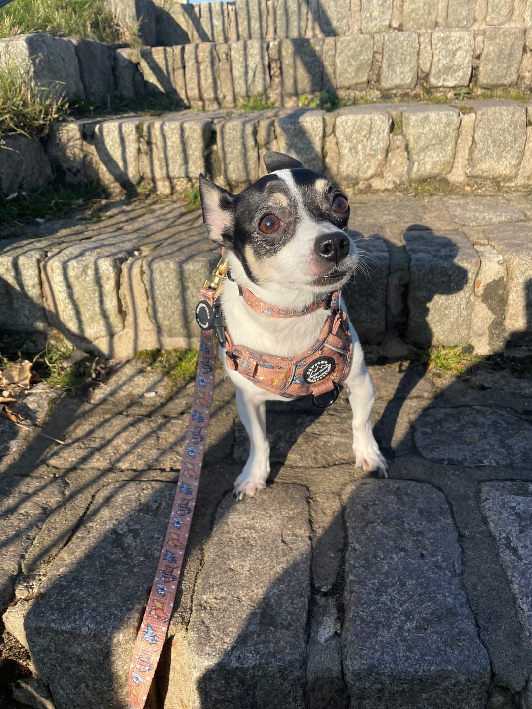 Customer photo review of Disney© Tough Trails™ Harness - Disney Dogs