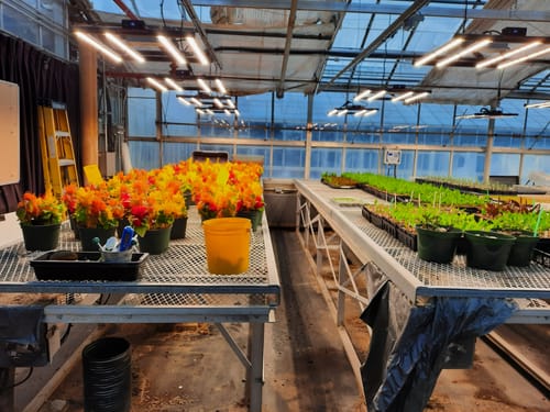 Customer photo review of Spider Farmer® Upgraded SE3000 Full Spectrum LED Grow Light With Dimmer Knob