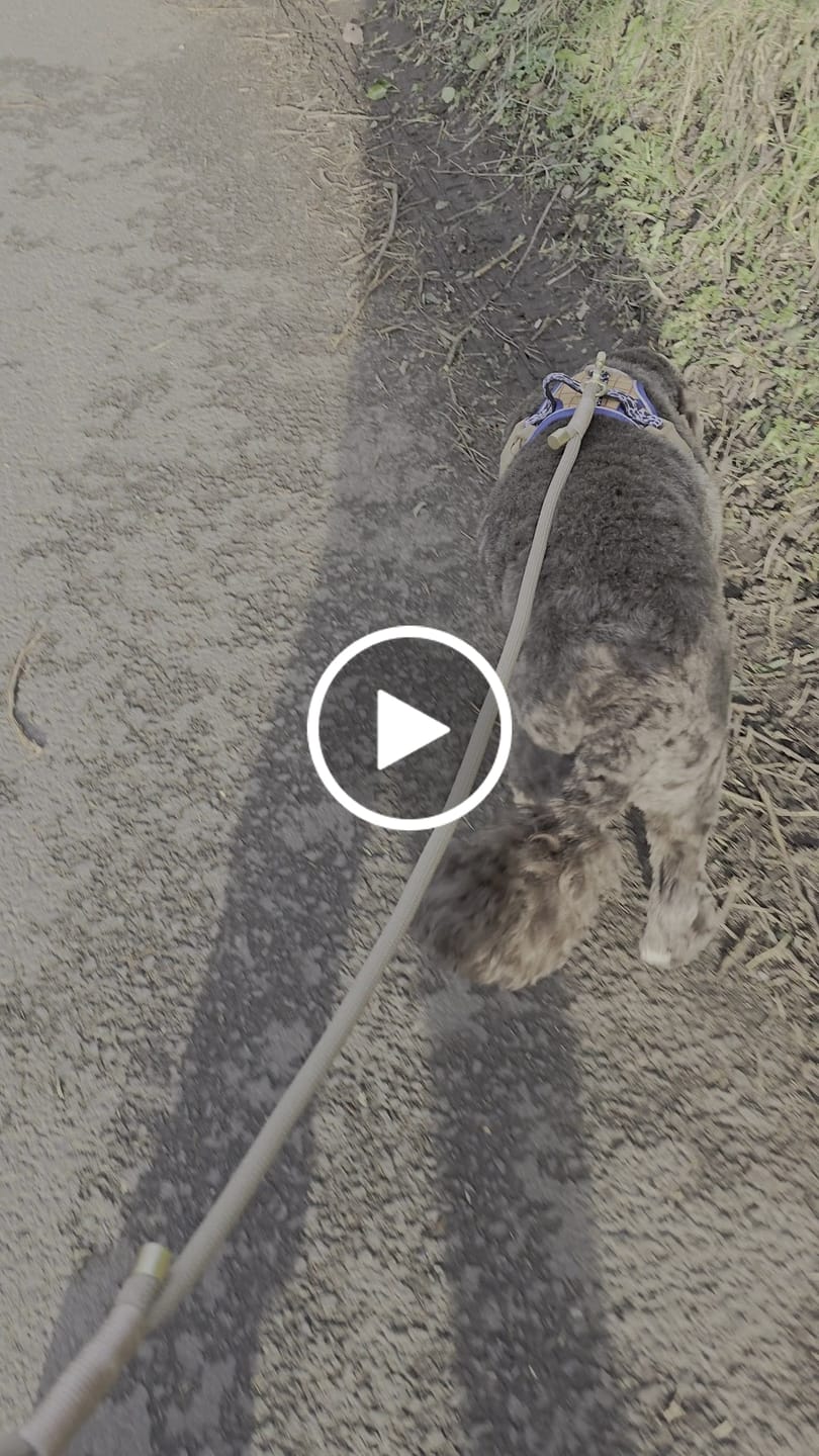 Customer video review of Disney© 4ft Rope Lead - Woody
