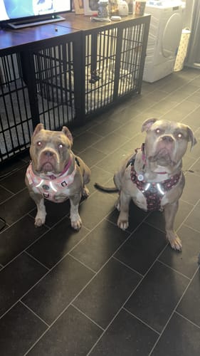 undefined review of Tough Trails™ Harness Lucky Dip image 1 out of 2