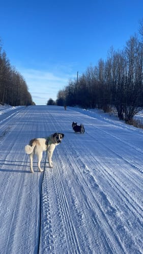 Customer photo review of Biothane Long Line with Detachable Handle