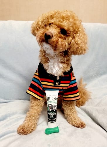 Customer photo review of Dental Care Kit (Toothpaste Gel with Finger Toothbrush) for Dogs & Cats