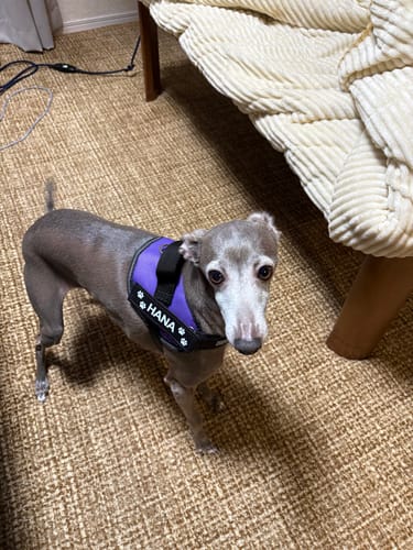 Customer photo review of FunFunPet 高機能ハーネス（お名前タグ作成サービス付き）