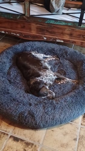 Customer photo review of Puppery Hundebett Wolke 7 - Das Original