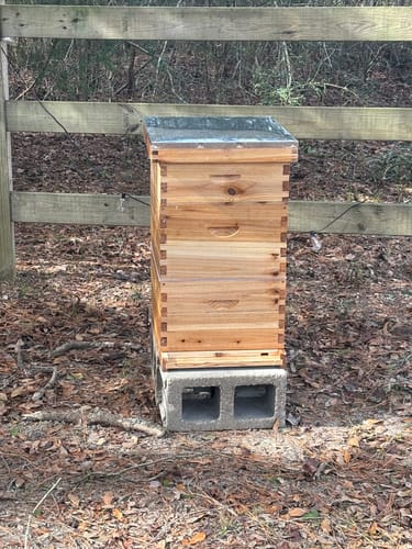 Customer photo review of BeeCastle Logo Free 10 Frame 3 Layer Beehive:Complete Cedar Wood Bee Hive with Beeswax Coated Plastic Foundation and Wooden Frames. Unassembled Hive Includes 2 Deep Boxes and 1 Medium Box for an Organic Beekeeping Journey