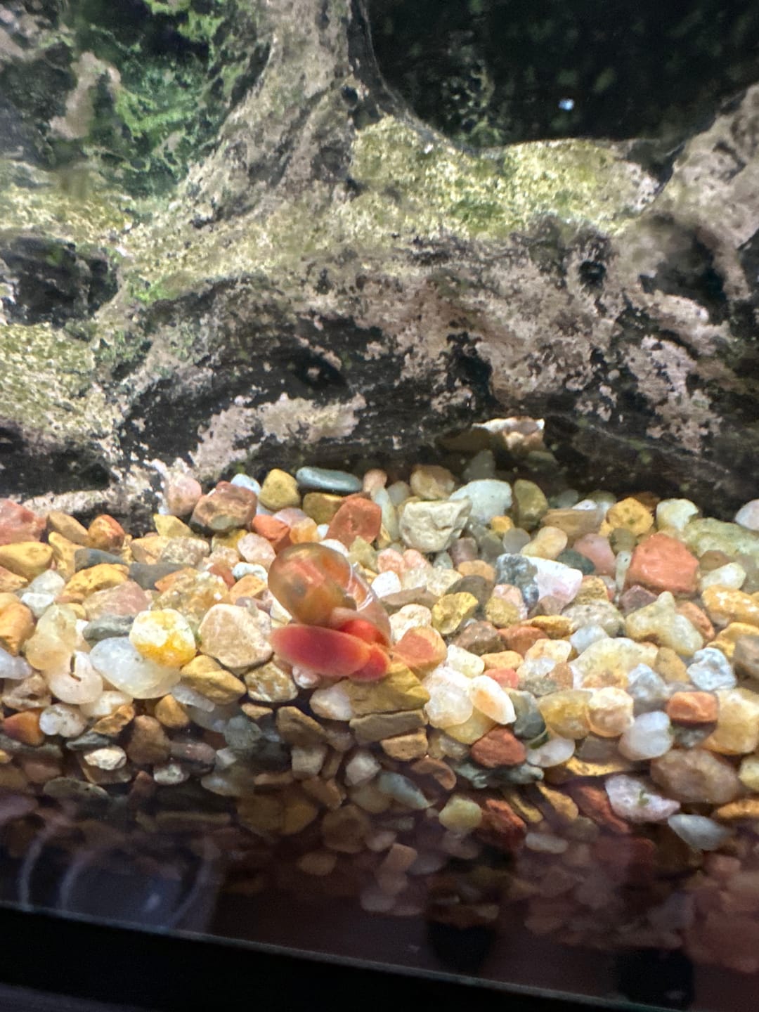 Customer photo review of RAMSHORN SNAILS (ASSORTED BLUE, PINK,GREY,GOLD)