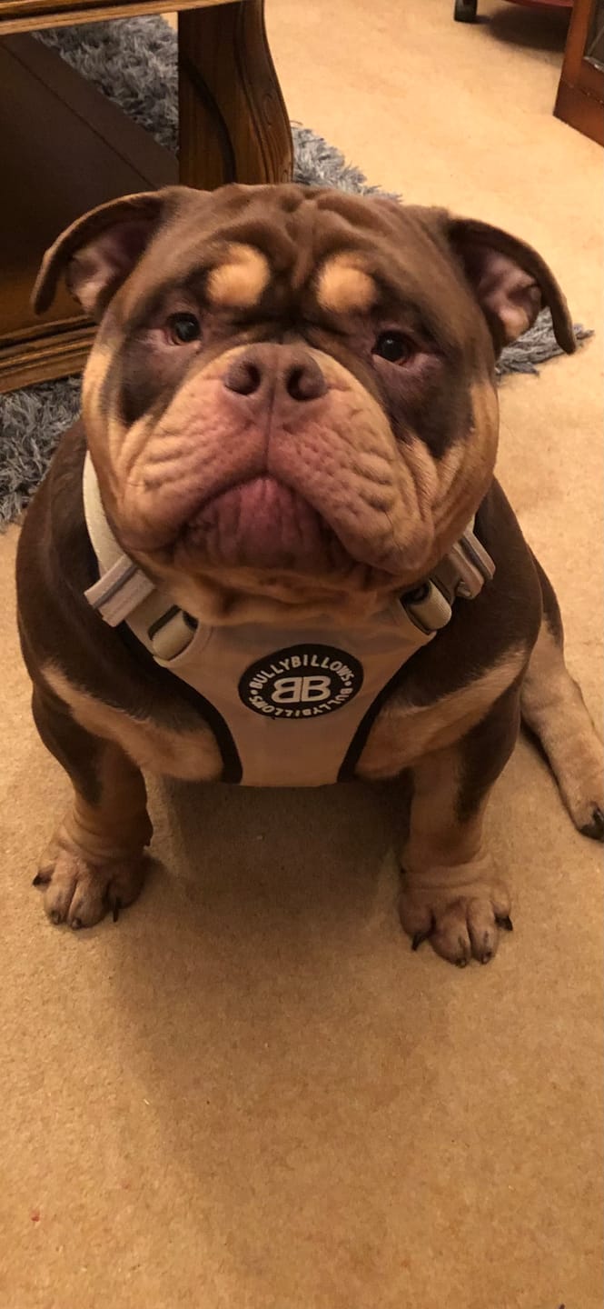 Customer photo review of Comfort Premium Harness | Non Restrictive - Tan