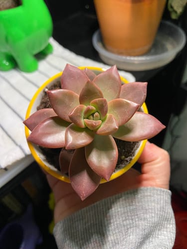 Customer photo review of Graptosedum California Sunset | California Sunset