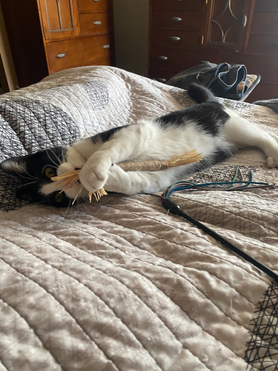 Customer photo review of RYERCAT Silvervine Cat Dental Sticks