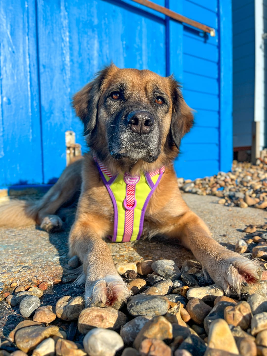 Customer photo review of Disney© Tough Trails™ Harness - Buzz Lightyear