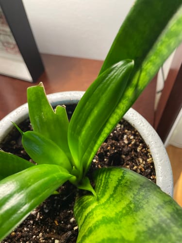 Customer photo review of Plant Food