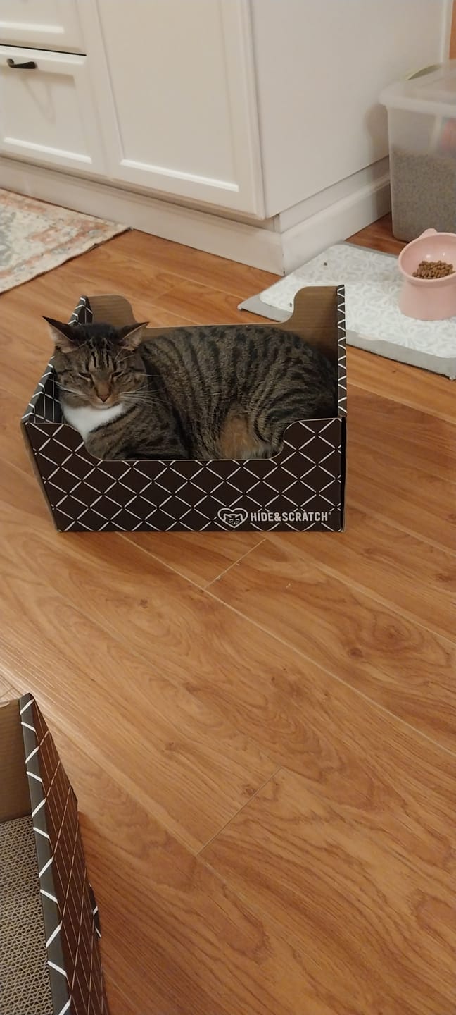 Customer photo review of Hide & Scratch Extra-Large Cat Scratcher Box