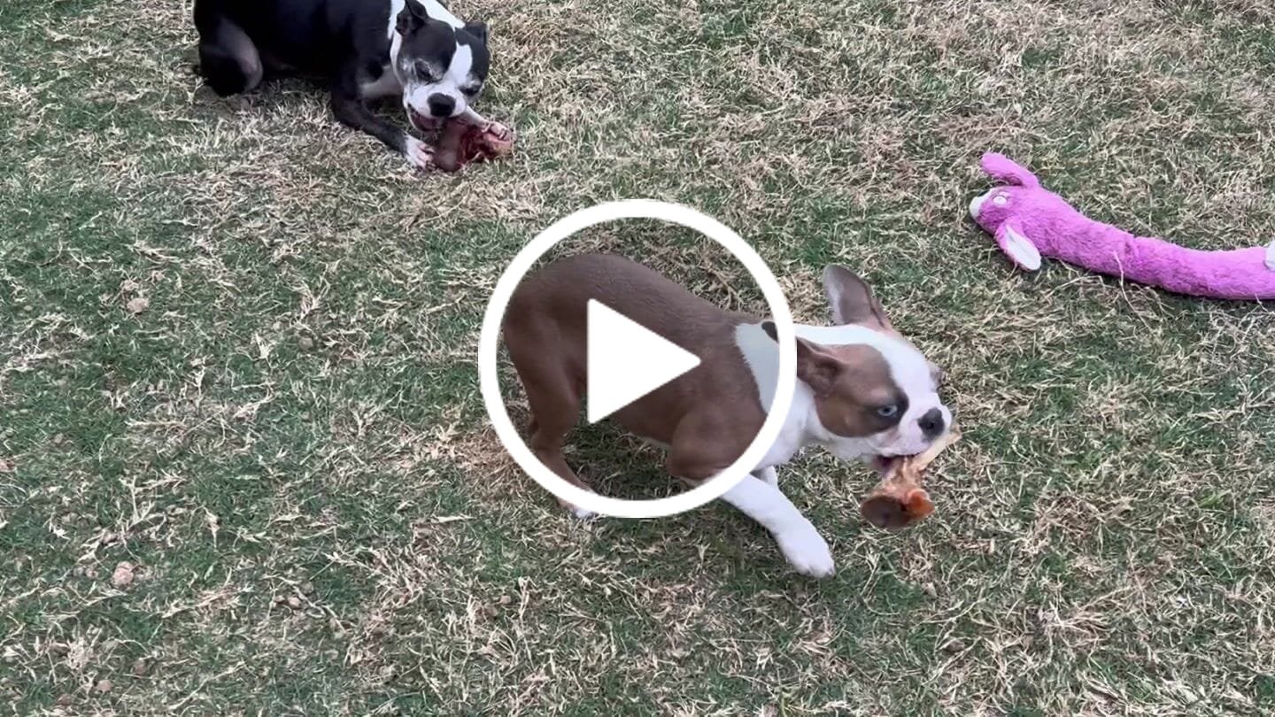 Customer video review of Ostrich Sausages with Rooibos (3oz): The Delicious, Skin-Soothing Treat for Dogs with Allergies