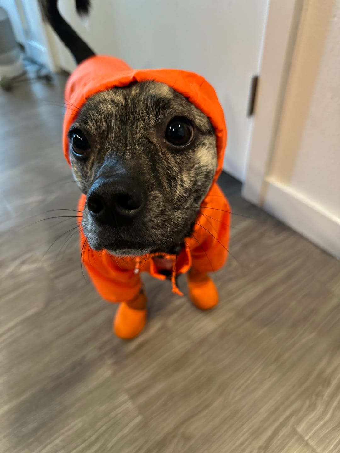 Customer photo review of Nylon Rainbreaker
