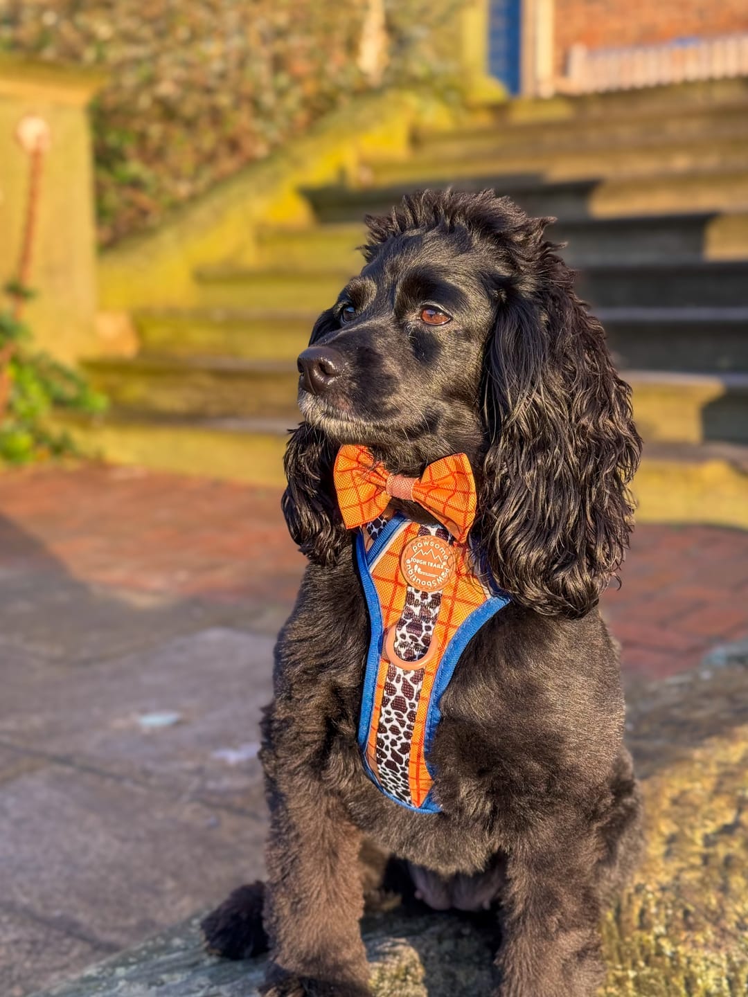 Customer photo review of Disney© Tough Trails™ Harness - Woody