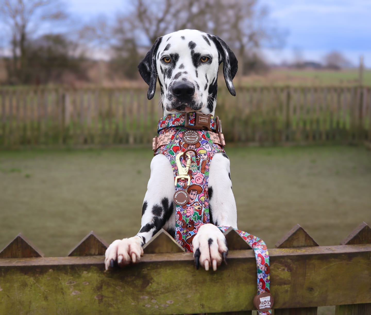 Customer photo review of Disney© Tough Trails™ Harness - Toy Story Friends