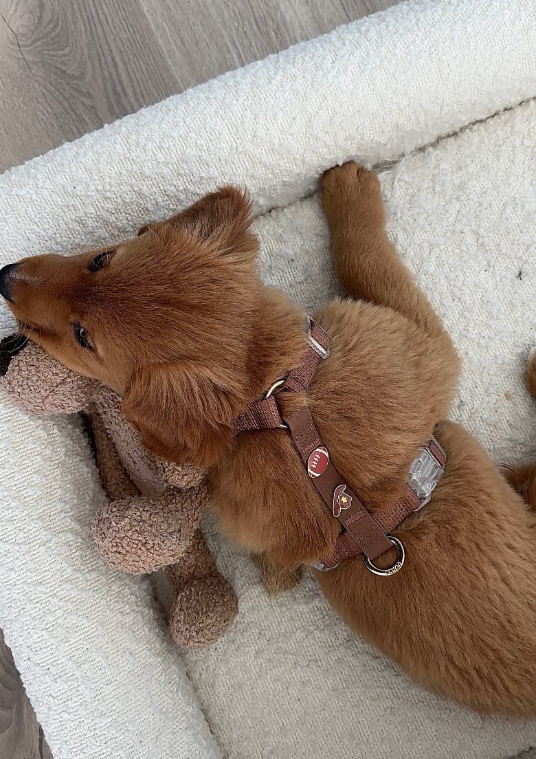 Customer photo review of Moodies Harness