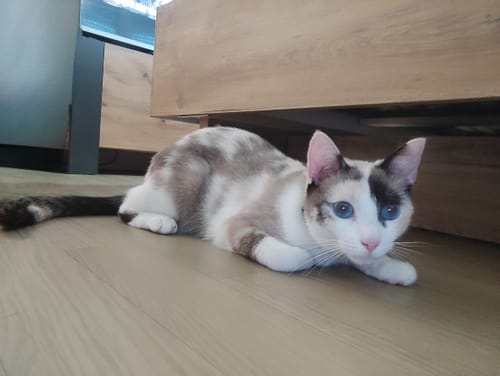 Avis photo d'un client sur Pâtée Chat Stérilisé Sans Céréales - Poisson Blanc