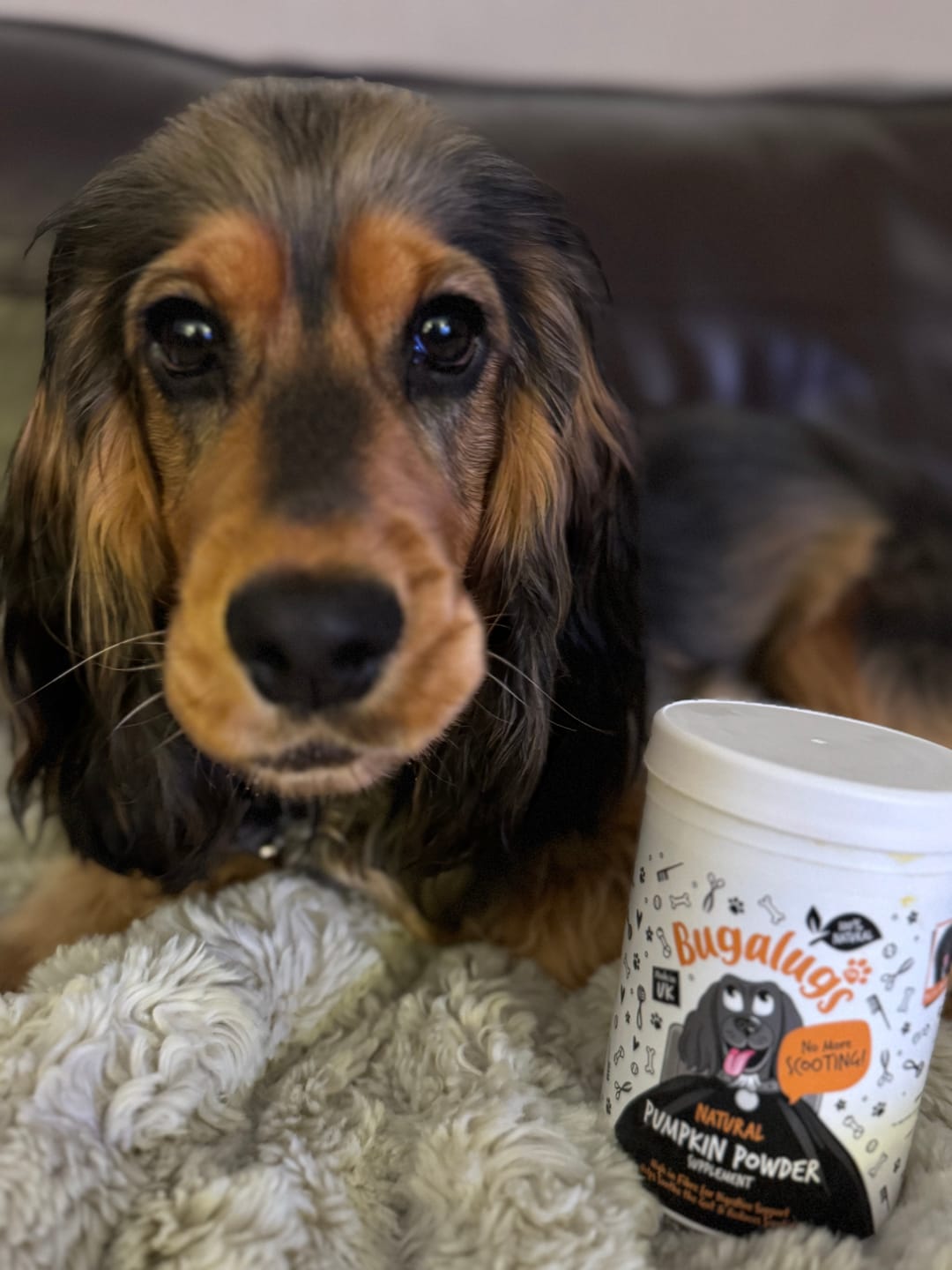 Customer photo review of Pumpkin Powder Supplement for Dogs (200g)