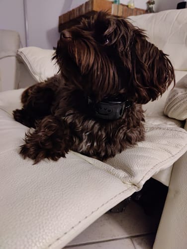 Customer photo review of Emmalove - Tierfreundliches Anti-Bell Halsband