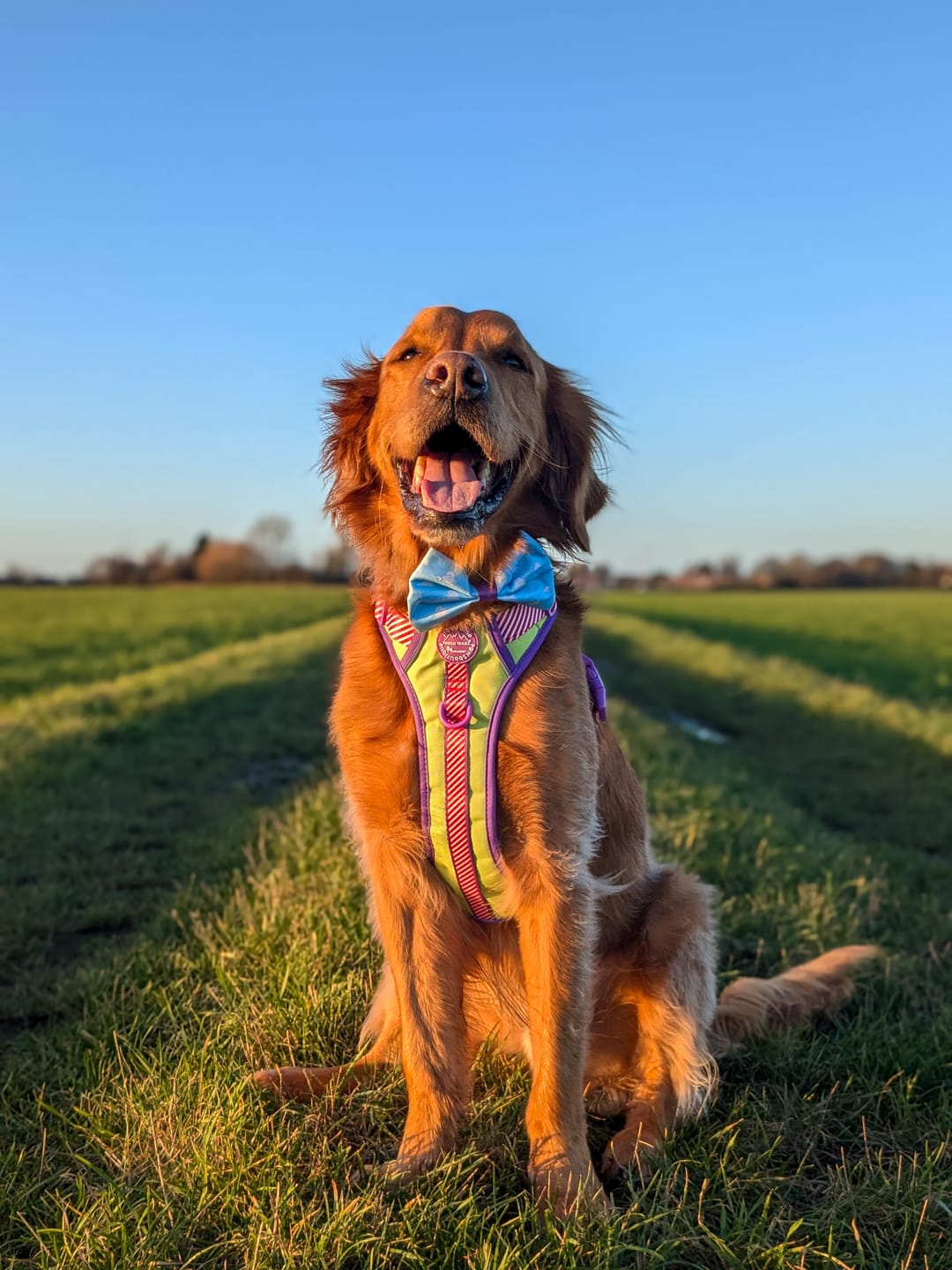 Customer photo review of Tough Trails™ Harness - Buzz Lightyear