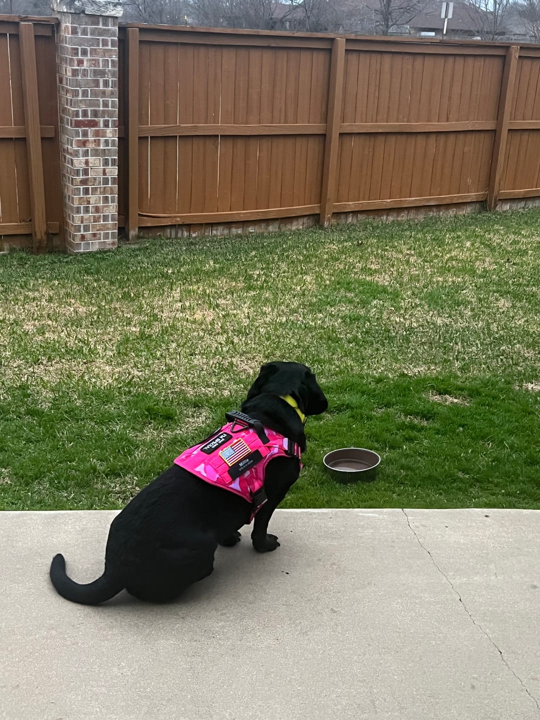 Customer photo review of Hook & Loop Patch Variety Bundle For Harness (Pack of 12)