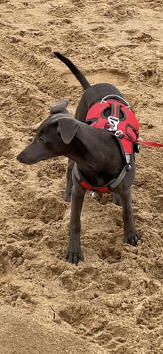 Customer photo review of Sighthound Escape Proof Harness