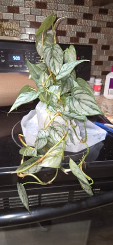Customer photo review of Philodendron brandtianum