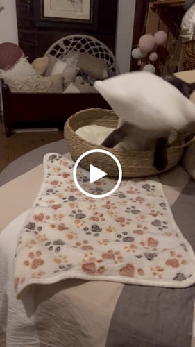 Avis vidéo d'un client sur Croquettes Chaton Sans Céréales - Poulet & Huile de Saumon