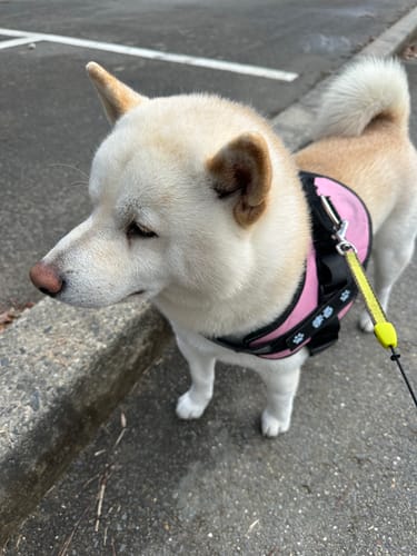 Customer photo review of FunFunPet 高機能ハーネス（お名前タグ作成サービス付き）