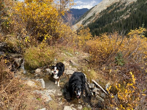 Customer photo review of Canine Cush Hip & Joint Chews